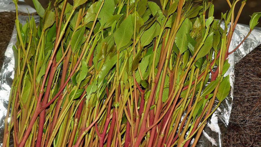 Yunanistan’da Havalimanında Yarım Tonluk Khat Operasyonu: Uyuşturucu Bitkisi Ele Geçirildi